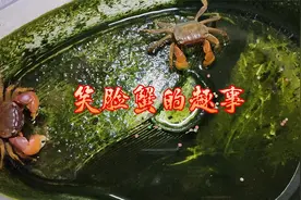 小螃蟹吃鱼粮左右开弓，速度惊人5秒钟吃4粒，吃食的样子好可爱视频封面
