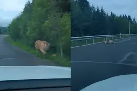 男子开车遇东北虎，激动拿手机拍照 不料老虎接连三次扑向汽车视频封面