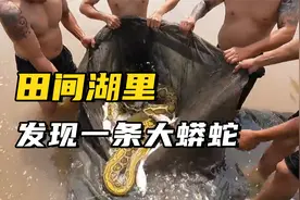 一个年轻人钓鱼时，一只鸡被一条巨蛇吞了