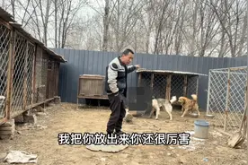马犬和胆子小的土狗谁厉害？别看土狗大，放出来就被马犬摩擦