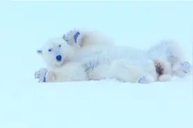 北极为什么没有老虎，难道是怕冷，所以才不去的？视频封面