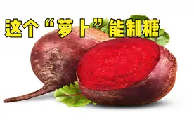 “萝卜”竟能做白糖！和甘蔗做的糖有区别吗？你家的糖是它做的吗视频封面