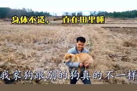 土狗会察觉到过年，所以不回家吗？还要抱着回家视频封面