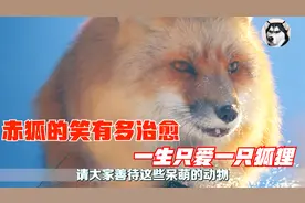 赤狐的笑声谁能挡得住，满满的诱惑，一生只爱一狐让人羡慕