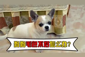 狗狗毛色不好，铲屎官可以这样做，有效改善