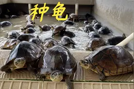 很多网友问老林龟蛋是怎么受精的，今天带大家来了解一下