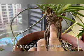 龙鳞春羽是“贵货”，掌握诀窍养“龙鳞”，室内也能养成“盆景”