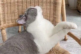 猫咪拆家把虎牙崩掉了，被主人嘲笑后翘着二郎腿一脸傲娇视频封面