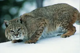 形似家猫的野狸子，却是专吃家猫，并且还非常讲究！视频封面