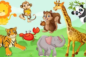 儿童益智游戏认识动物，熊猫老虎松鼠狮子长颈鹿视频封面