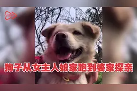 狗子独自从女主人娘家跑到婆家探亲：白天玩一天，晚上不过夜视频封面