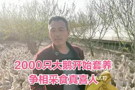 桃树林下养鹅？农村老哥开始套养2000只大三花，争相采食真喜人！视频封面