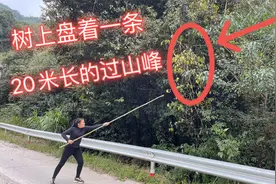 奶奶看见河边有一条20米的“过山峰”，走近一看，哇哇大叫起来视频封面