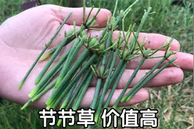 节节草别名“土麻黄”煮水，没想到它的价值这么高？别错过