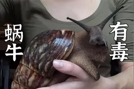 放大1000倍的蜗牛粘液和排泄物，居然有恐怖的寄生虫