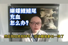 蝴蝶鲤鳍尾充血是什么原因造成的？要如何处理？