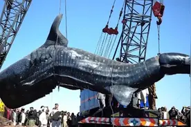 世界上最大的鱼类