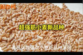 这个超强筋小麦新品种，亩产超过766公斤，再次刷新我国小麦纪录视频封面
