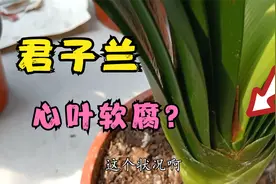 君子兰中心叶出现“斑点”，并持续扩大？淼淼手把手教你救治！视频封面