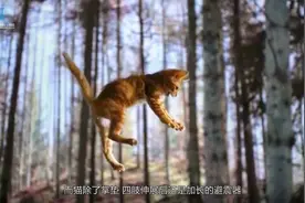 为何猫从高楼坠落能毫发无损？视频封面