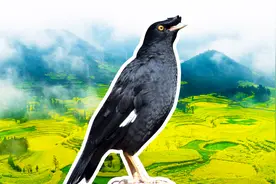 农村越来越多的10种鸟儿，有一种开口就说人话，太棒了