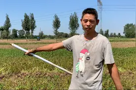 实拍干旱后的河南农村，花生地太硬薅不动，用这样的方法很凑效