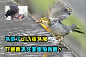 鸟累了可以睡在鸟窝，但是如果下暴雨，鸟在哪里躲雨呢？视频封面