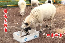 土楼神居里面住着四只角的羊，原来是“四角神兽”还真稀罕！