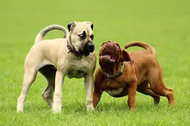 凶恶狗叫声 A ferocious dog barking