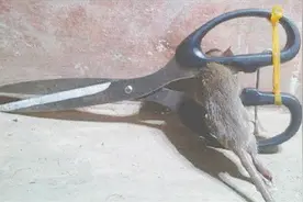 一招让你轻松解决老鼠的困扰，简单自制强力老鼠夹！视频封面