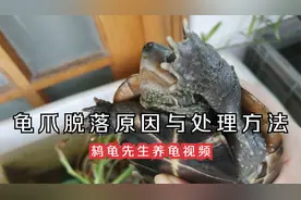 乌龟爪子掉了还能长出来吗？龟脚爪脱落指甲断了的原因和处理方法