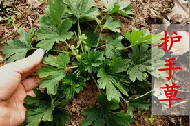 夏至草捣碎作用厉害了，解决不少男女大烦恼，冬天正需要