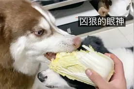 为了一颗白菜，边牧和二哈大打出手，足足打了两秒之久！视频封面