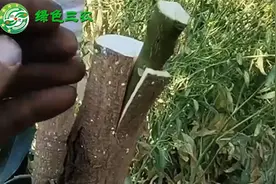 桃树嫁接成活率极高的方法，简单操作性强，看了后人人都会