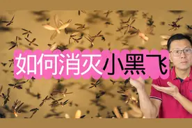 轻松消灭小黑飞，如何控制小黑飞繁殖，看看我的方法！