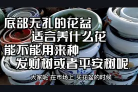 底部无孔的花盆，适合养什么花？能不能用来种发财树或者平安树呢视频封面