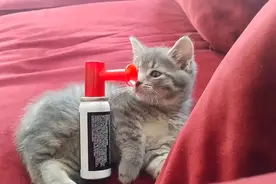 主人想用喇叭“吓醒”小猫咪 过程似大片结局却很意外 网友笑翻了视频封面