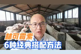便宜好用的“林可霉素”，5种经典搭配组合，解决养猪大问题