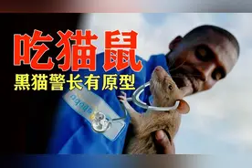 不仅黑猫警长有原型，连吃猫鼠也是真实动物视频封面