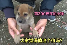 花300元在拼多多买小狗，买完就后悔了，大家觉得值这个价吗？