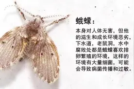 家中频现神秘飞虫从何而来？
