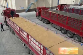 储备粮入库全过程大揭秘！视频封面