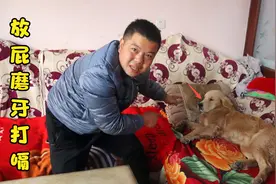 金毛睡觉放屁把自己吓醒了，对此还接连不承认，可把小虎乐坏了视频封面