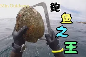 墨西哥海底巨型鲍鱼，个头达到五斤多重比盆还大，是目前已知最大视频封面