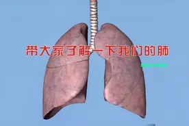 带大家看看我们的肺