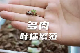 多肉植物怎么叶插繁殖？园艺师教你，多肉扦插修剪繁殖等技巧视频封面