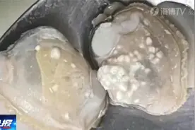 蛤蜊长出“白色疹子”？专家：碳酸钙非珍珠，不建议吃视频封面