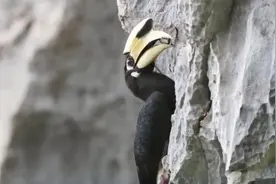 珍贵！我国首次拍到冠斑犀鸟破洞出巢全过程