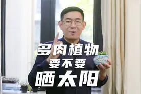 多肉植物要不要晒太阳？园艺师教你，其实很多人都晒错了