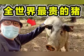 全世界最贵的猪，一条腿卖1万，一年卖8亿，到底有多好吃？视频封面